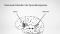 Sprachverarbeitung: Broca-​Areal und das Wernicke-​Areal 