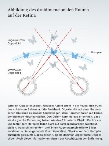 Dass wir den Raum dreidimensional erleben, verdanken wir komplexen Berechnungen des Gehirns – und dem Aufbau der Retina. Grafikerin: Dana Zymalkowski