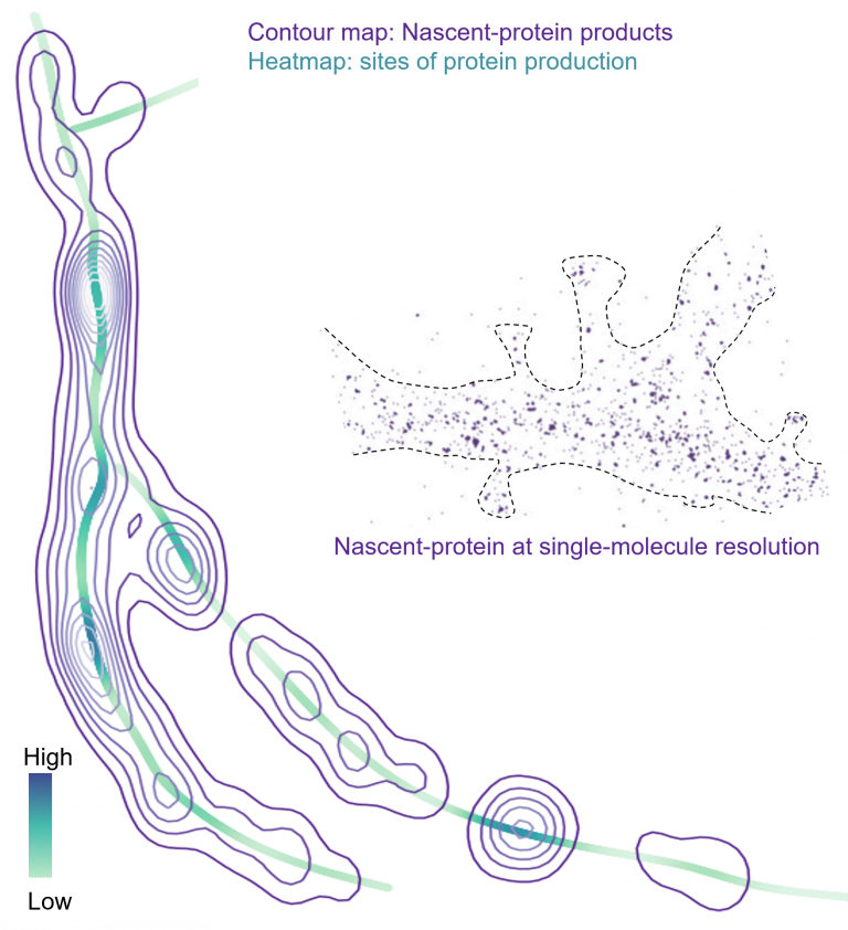Die Landschaft der neuronalen Proteinproduktion (Heatmap) 