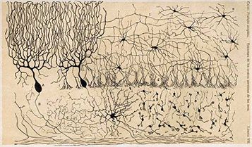 Mit der Methode seines Kollegen Camillo Golgi färbte der Forscher Ramon y Cajal zahlreiche Präparate. Anschließend zeichnete er nach, was er im Mikroskop sah. Dieses Bild zeigt einen Schnitt durch Kleinhirn. © Institut für Neurobiologie Ramon y Cajal (INRC) 