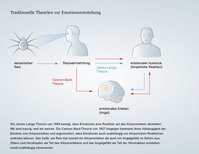 Die James-Lange-Theorie und die Cannon-Bard-Hypothese gehen von unterschiedlichen Wegen der Emotionsentstehung aus.