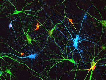 Vernetzte Neuronen im Hippocampus