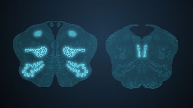 Die Medulla oblongata