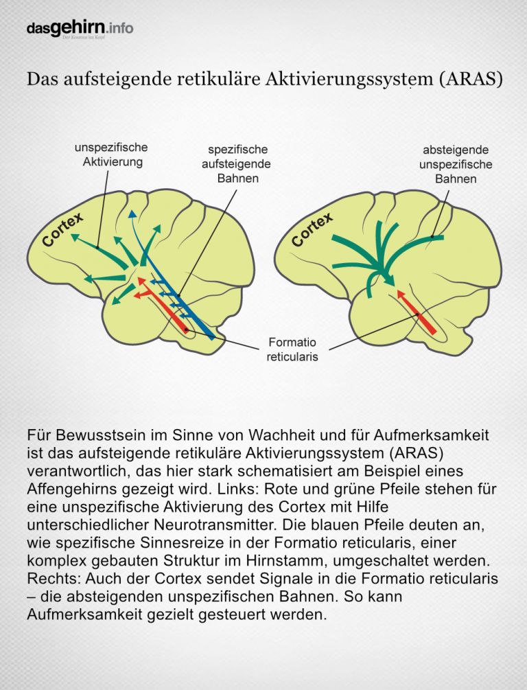 Verarbeitung bewusster Wahrnehmungen in Cortex, Formatio reticularis und Thalamus